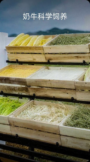 奶牛科学饲养